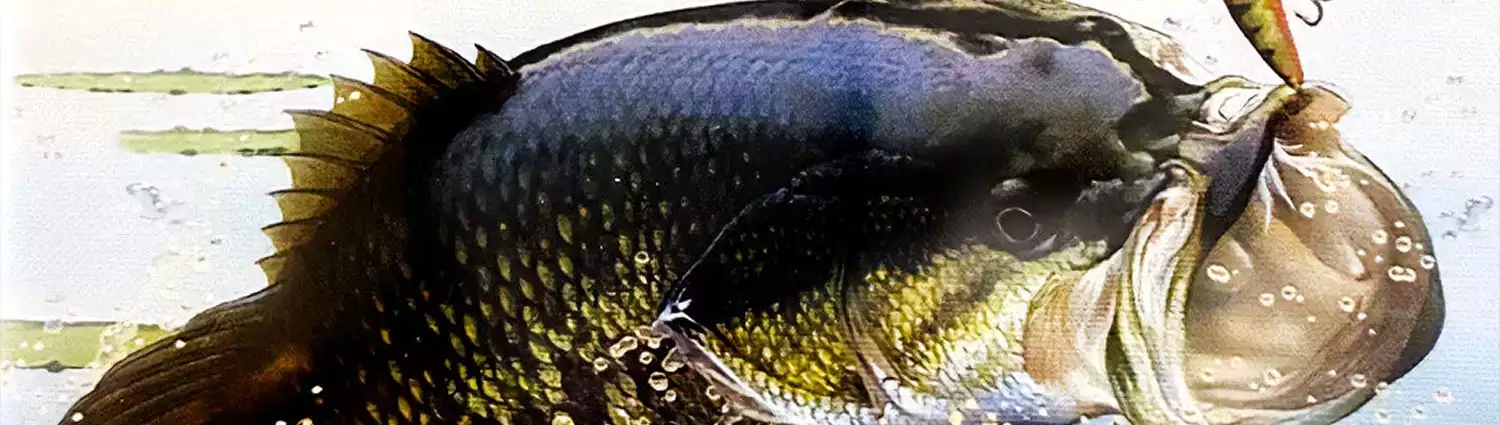 bass-pro-shops-trophy-bass-2007.webp