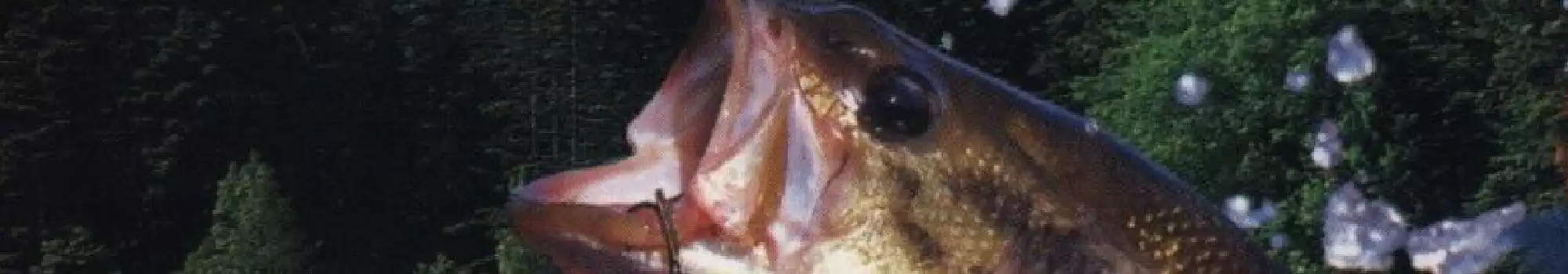 big-bass-world-championship.webp