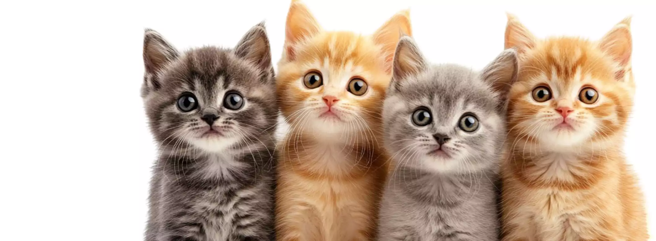 catz.webp