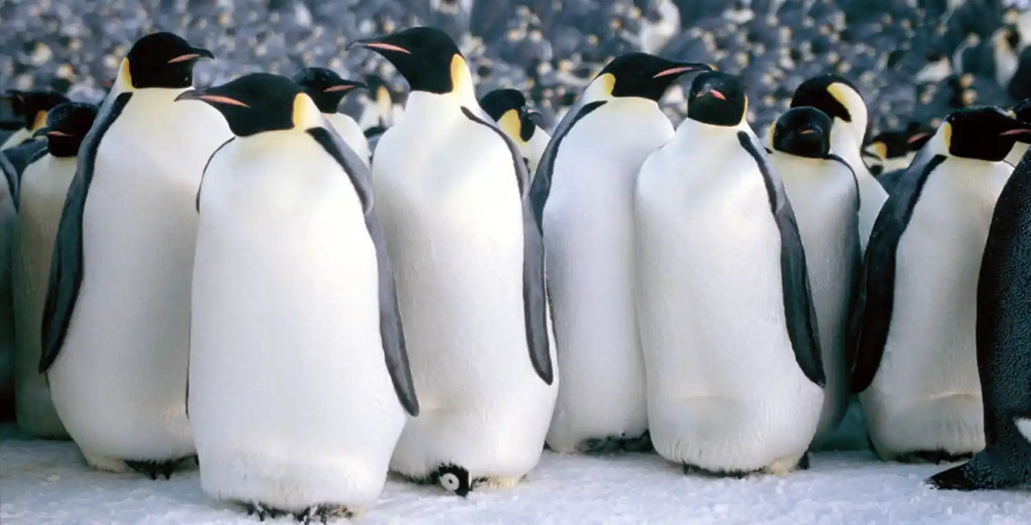 march-of-the-penguins.webp