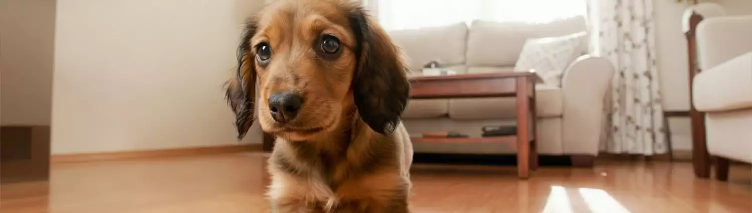 nintendogs-dachshund-friends.webp