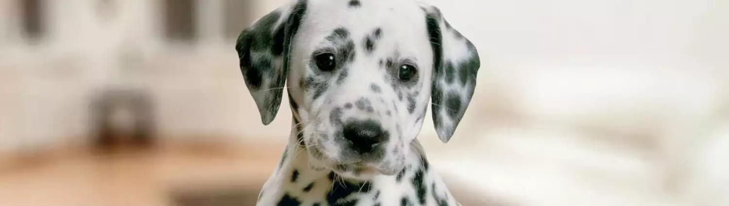 nintendogs-dalmatian-friends.webp