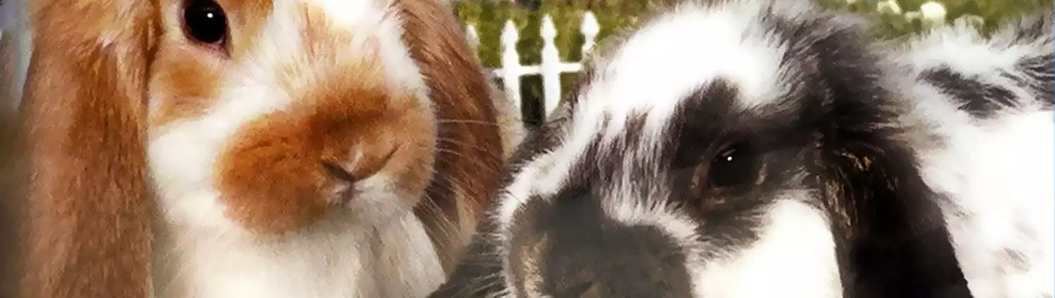 petz-bunnyz.webp